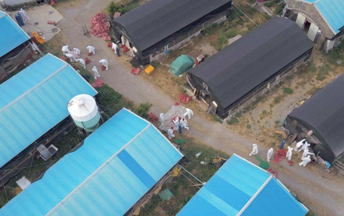 제주 가금류 살처분