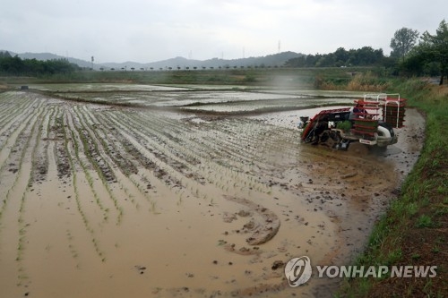 6일 단비에 목 축이는 전남 나주 들녘.