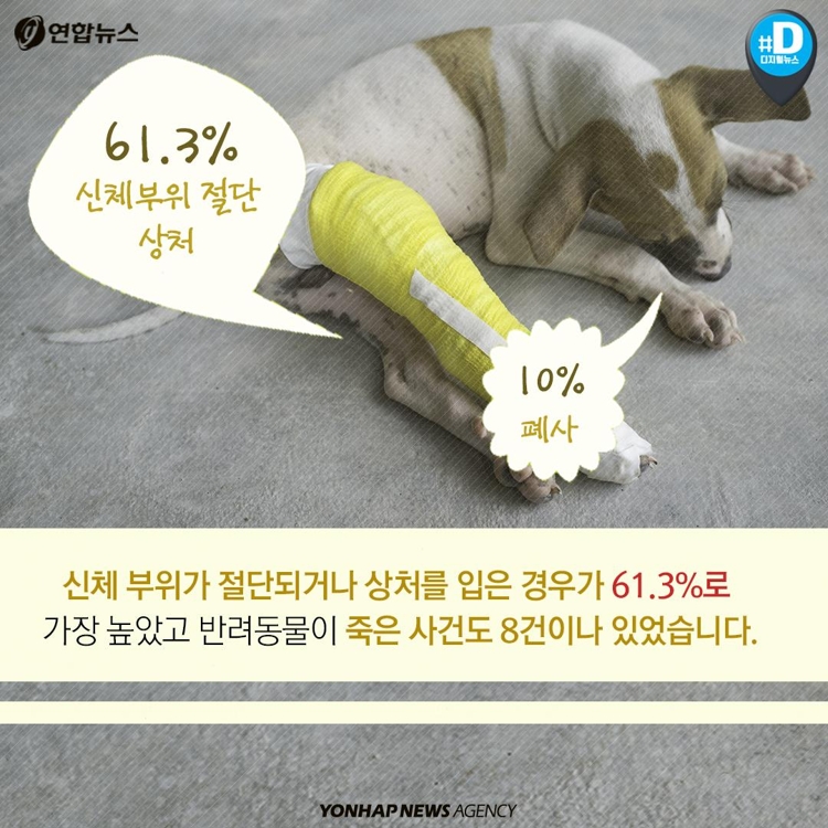 [카드뉴스] '반려동물은 물건'…동물병원 의료사고에도 배상 적은 이유 - 6