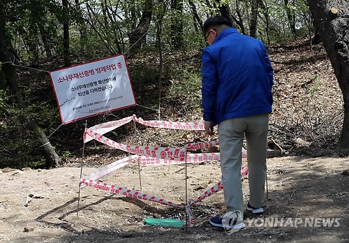 2015년 소나무재선충병이 발생했던 서울 남산 (연합뉴스 자료 사진)