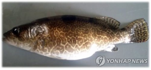 민물고기 쏘가리