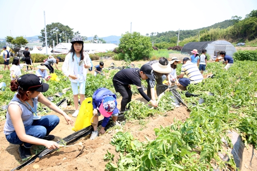팔봉산 감자축제 감자 캐기
