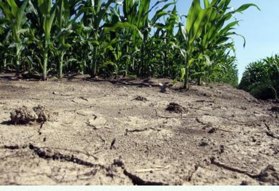 가뭄으로 쩍쩍 갈라진 이탈리아 농경지 [ANSA 홈페이지 캡처] 