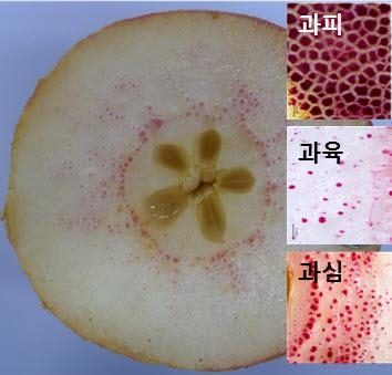 배의 절단면