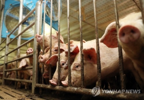 폭염에 돼지도 덥다 [연합뉴스=자료사진]