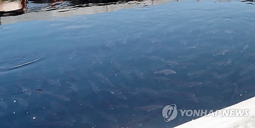 고수온 주의보 양식장 빨간불