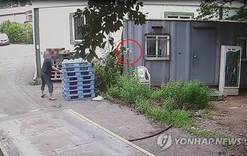 내던져진 강아지