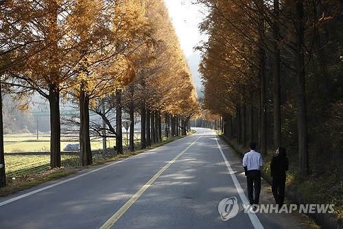 보성 메타세쿼이아 길
