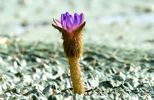 창녕 우포늪에 핀 가시연꽃