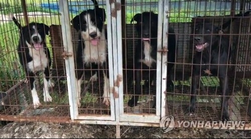 산책 중인 부부 기습한 사냥개들