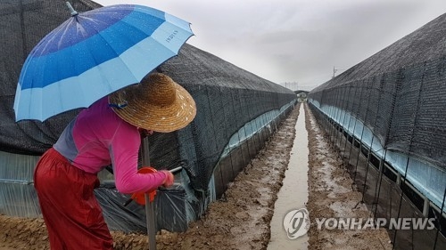 호우에 물꼬 트고 바빠진 농촌