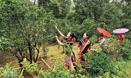 중국 보이차 산지 풍경