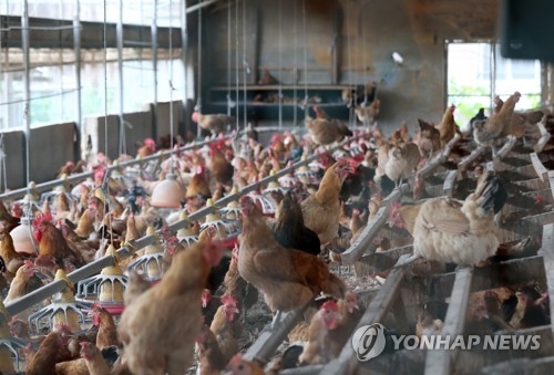 병아리용 계란 낳는 닭에서도 살충제…기준치 15배 초과 검출 - 1