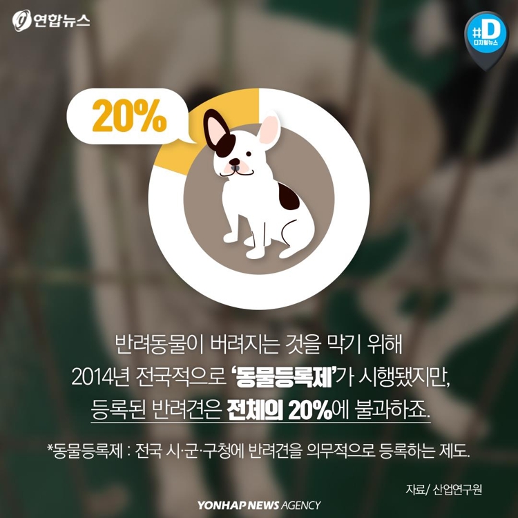 [카드뉴스] "가족이라면서요?"…유기동물 9만마리 육박 - 11