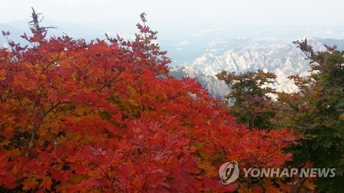 단풍으로 물들기 시작한 설악산