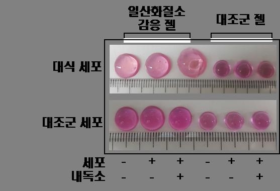 세포의 일산화질소 분비량에 따른 하이드로젤의 감응 정도 비교