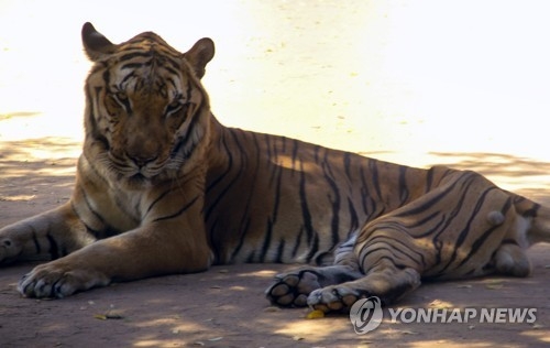 굶주림으로 비쩍 마른 베네수엘라 동물원의 호랑이