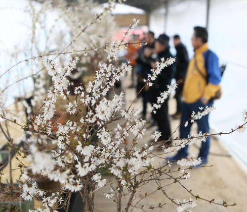 희귀종 미선나무꽃축제 30일 괴산서 개막1