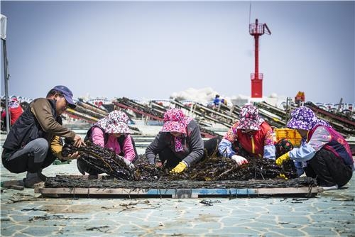 미역 말리는 제전마을 어민