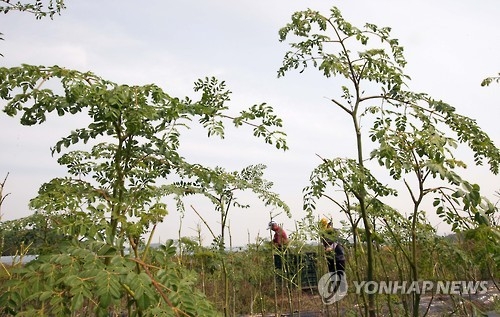 모링가
