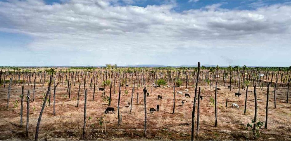 브라질 북동부 지역에서 6년째 극심한 가뭄이 계속되고 있다. [브라질 일간지 폴랴 지 상파울루]