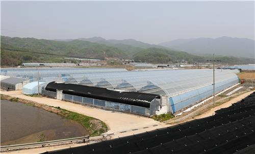 마현1리 현대식 시설재배 농가