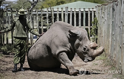 지난 3월 숨진 북부흰코뿔소 마지막 수컷 '수단'