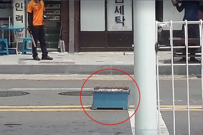 세종서 벌떼 출몰 소동