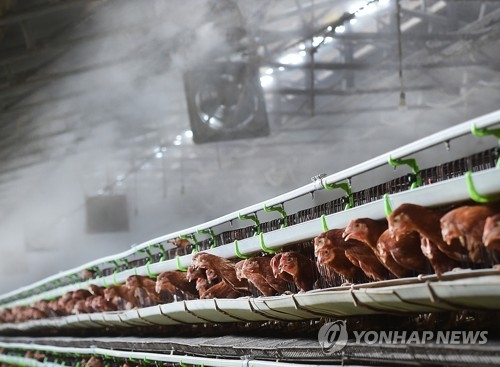 폭염에 가축도 죽을 맛…전국서 닭·돼지 42만여마리 폐사 - 1