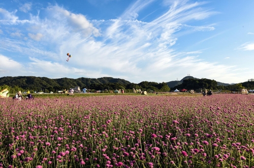 천일홍 만개한 양주 나리공원
