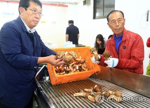 이것이 1등급 양양송이