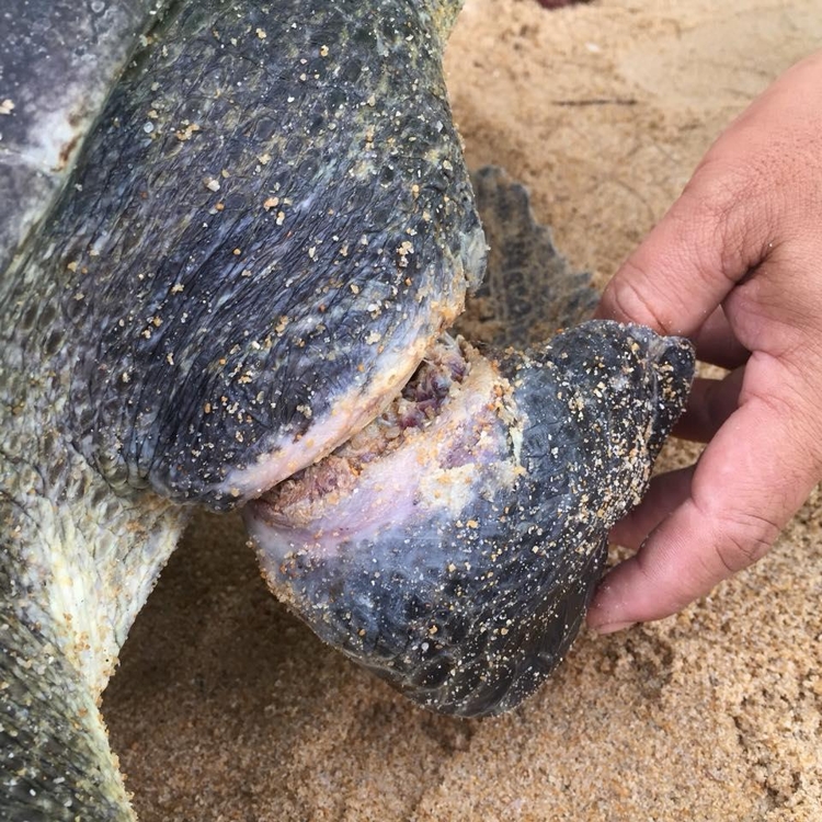 쓰레기 더미에 걸린 바다 거북의 다리에 생신 깊은 상처[페이스북 캡처=연합뉴스] 