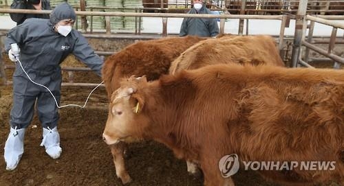 전북도, 모든 소·염소 구제역 일제 예방백신 접종 - 1