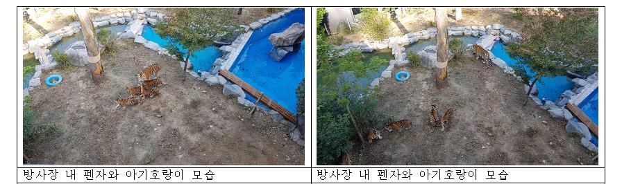 서울대공원 백두산 아기호랑이 네마리 오늘부터 일반에 공개 - 4