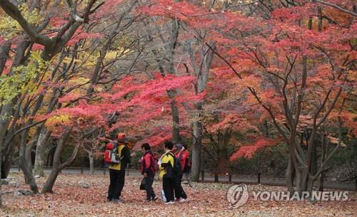 내장산 단풍