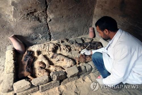 이집트 사카라 유적지의 고대무덤 안에서 발견된 고양이 미라들 