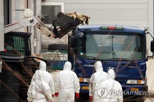 "AI 발생 억제"…전북 4개 시군, 내년 2월까지 오리 사육 제한 - 1