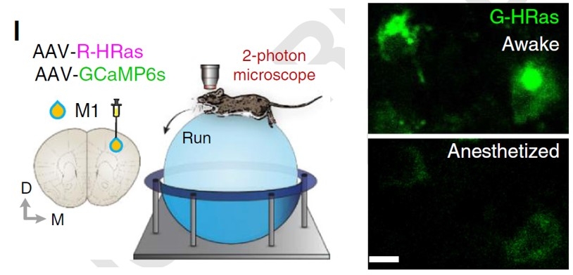 운동 행동 중인 쥐의 실시간 small GTPase 단백질 활성 분석