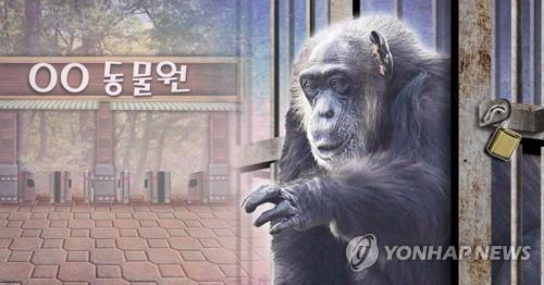 英 동물원서 잇단 '탈출소동'…레서판다 이어 침팬지도 담 넘어 - 1