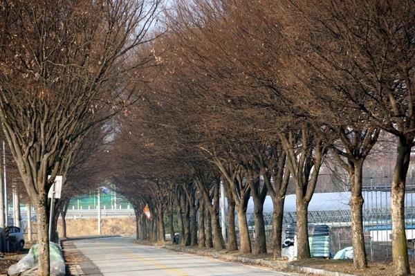 삼년산성 입구 느티나무 가로수길
