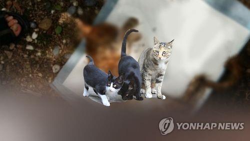 고양이 학대