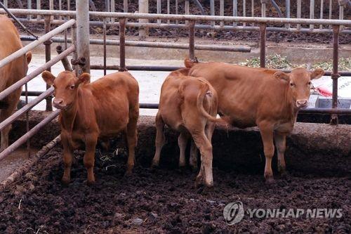 한우 축사