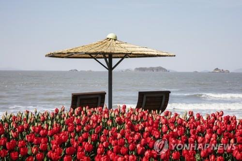 전남 신안 튤립 축제
