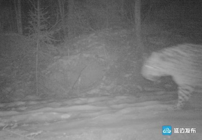 카메라에 포착된 야생 표범