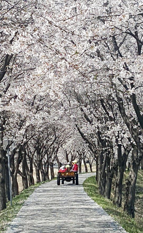 (보은=연합뉴스) 전창해 기자 = 17일 충북 보은군 보청천변에 심어진 벚나무 꽃이 만개해 장관을 이루고 있다. 2019.4.17