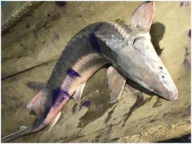카자흐스탄 우랄강에서 발견된 스파이크 철갑상어