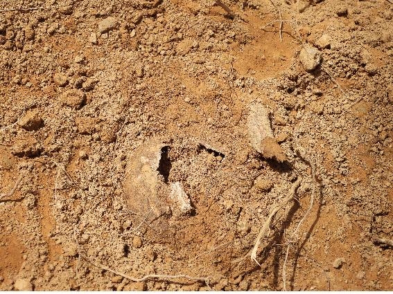 4월 22일, 화살머리고지에서 발굴된 유해(두개골 1점)
