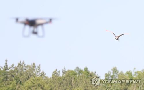 40년 만에 방사된 따오기 위로 드론?