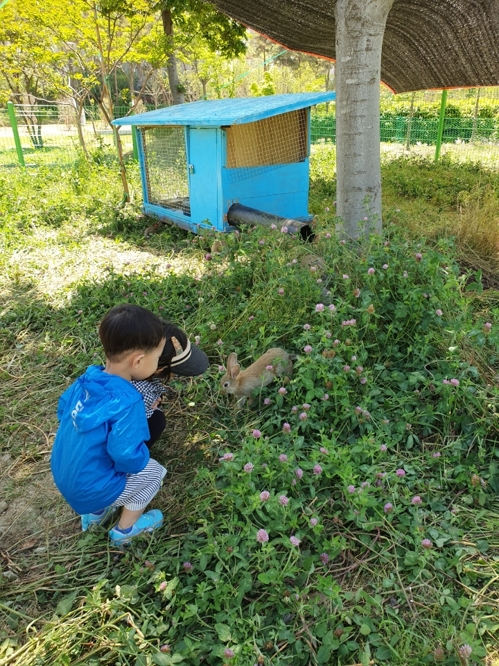 토끼 풀어 잡초 제거