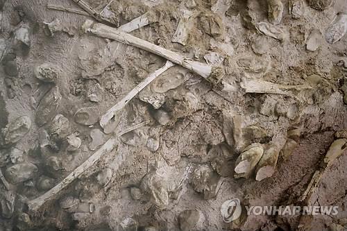 중국 하미에서 무더기로 발견? 익룡 ? 화석 